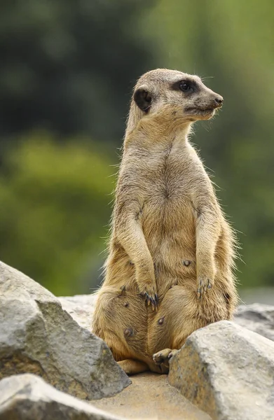 Female Meerkat Standing Stone Watching Surroundings — ストック写真