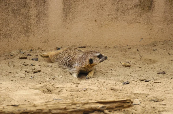 Female Meerkat Sitting Sand Wall — 图库照片