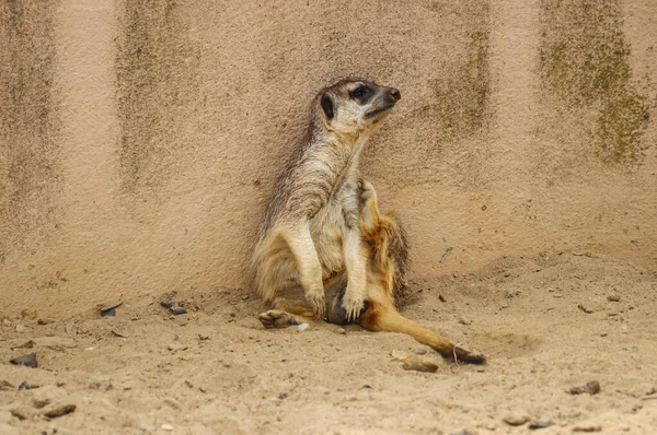 Μια Γυναίκα Meerkat Κάθεται Στην Άμμο Από Τον Τοίχο — Φωτογραφία Αρχείου