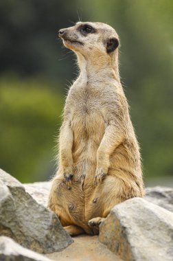A female meerkat standing on a stone and watching the surroundings.