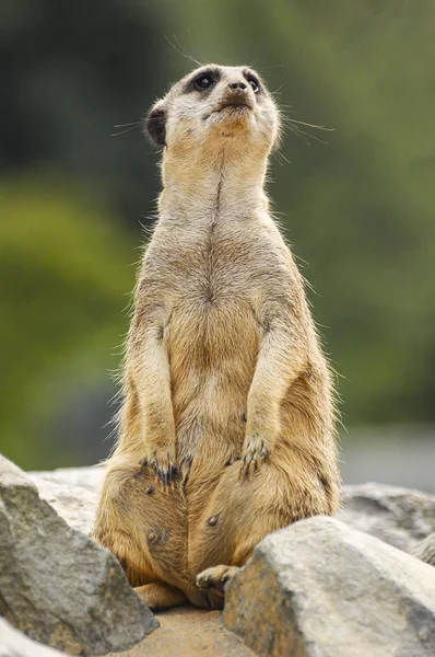 Female Meerkat Standing Stone Watching Surroundings — ストック写真