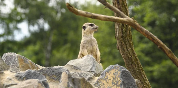 Female Meerkat Standing Stone Watching Surroundings — 图库照片