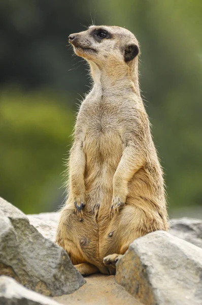 Female Meerkat Standing Stone Watching Surroundings — 图库照片