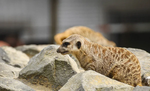 Female Meerkat Standing Stone Watching Surroundings — ストック写真