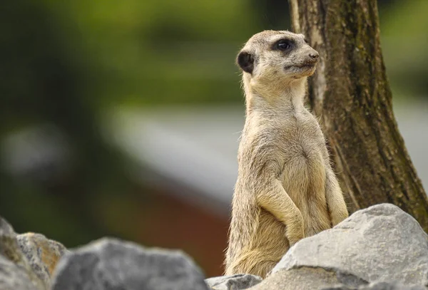 Female Meerkat Standing Stone Watching Surroundings — ストック写真