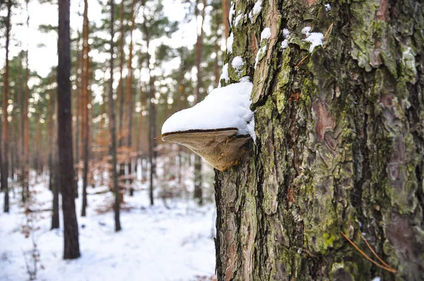 Mushroom Hub Growing Bark Tree Forest Covered Snow — Stock Photo, Image