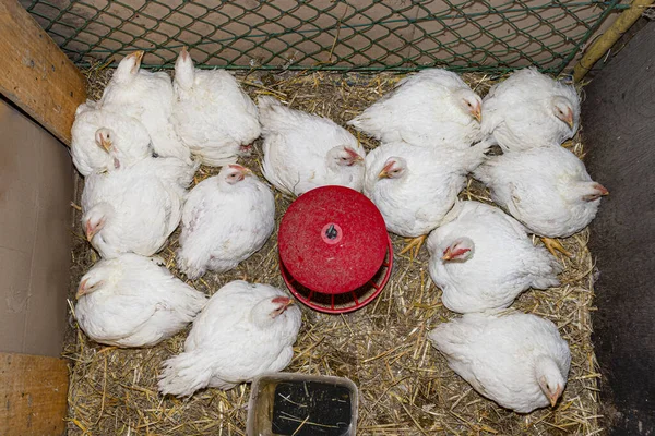 Leghorn Tavukları Küçük Bir Oyun Parkında Ortada Kırmızı Bir Besleyici — Stok fotoğraf