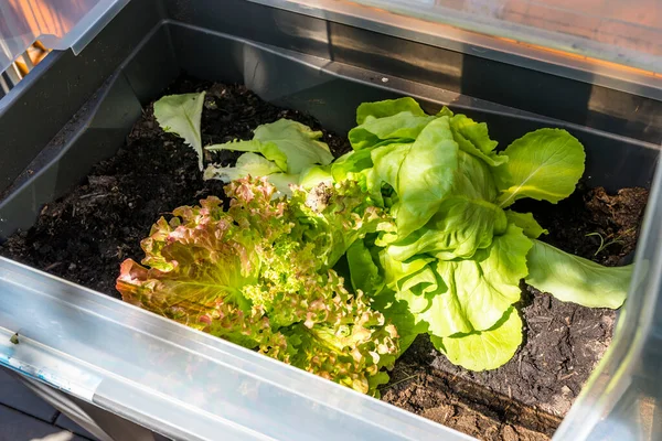 Fresh lettuce grows in a home garden in a plastic container, visible soil.