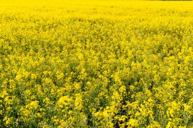Güzel güneşli bir günde tarlada olgunlaşmış bir tecavüzün arka planı, doğal ışık..