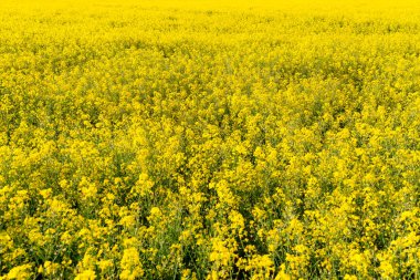Güzel güneşli bir günde tarlada olgunlaşmış bir tecavüzün arka planı, doğal ışık..