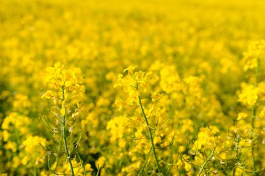 Olgunlaşan kolza tohumu çiçeği yakın planda kolza tohumu tarlası, güneşli bir günde, doğal ışık.