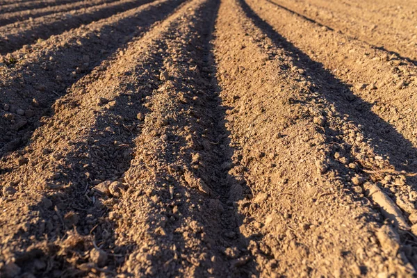 种植马铃薯用的耕地 可见的甚至是一排排的土壤和强烈的太阳光阴影 — 图库照片