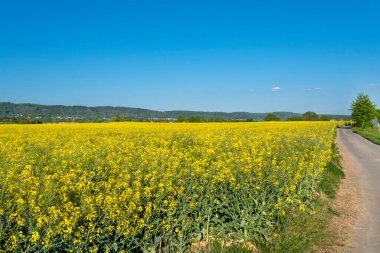 Batı Almanya 'da bir tarlada olgunlaşmış yağ tohumu tecavüzü görünür toprak yol, arka planda mavi gökyüzü, doğal ışık..