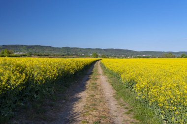 Batı Almanya 'da bir tarlada olgunlaşmış yağ tohumu tecavüzü görünür toprak yol, arka planda mavi gökyüzü, doğal ışık..