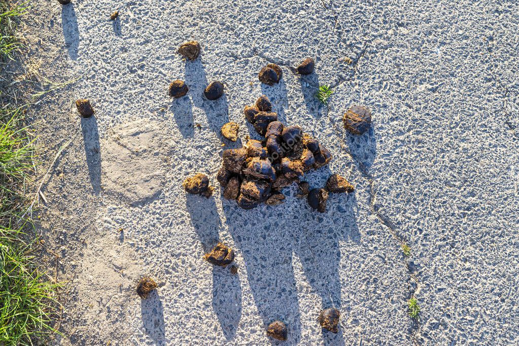 estiércol de caballo acostado en un camino de asfalto en un campo con