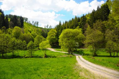 Güneşli bir yaz gününde, bitkilerle ve yaprak döken ağaçlarla kaplı parkta güzel bir toprak yol manzarası..