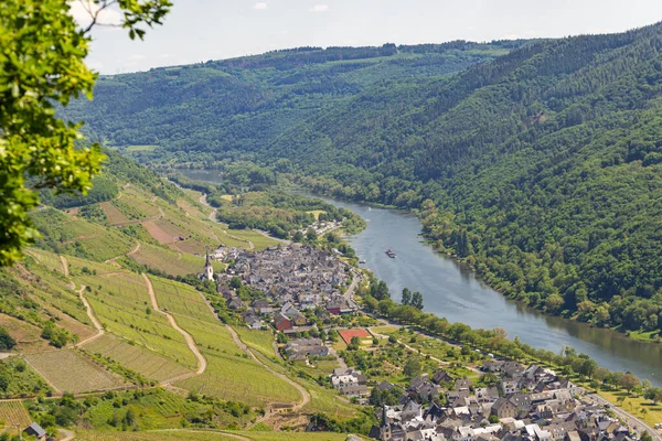 Beautiful Ripening Vineyards Spring Season Western Germany Moselle River Flowing — Stock Photo, Image