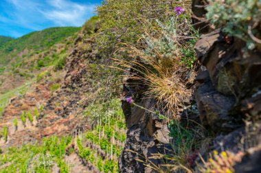 Kayalıklardaki bitkiler, Batı Almanya 'da baharda üzüm bağlarında yetişiyor..
