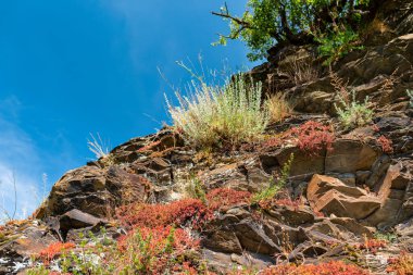 Kayalıklardaki bitkiler, Batı Almanya 'da baharda üzüm bağlarında yetişiyor..