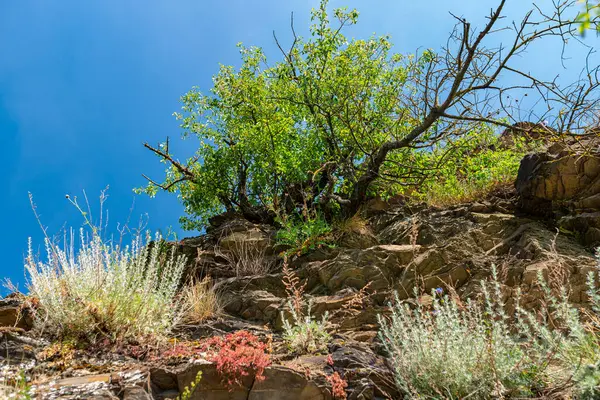 Pflanzen Auf Schieferfelsen Die Frühjahr Westdeutschen Weinbergen Wachsen — Stockfoto