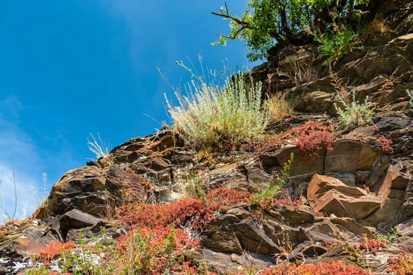 Kayalıklardaki bitkiler, Batı Almanya 'da baharda üzüm bağlarında yetişiyor..