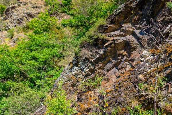 Plantes Sur Rochers Ardoise Poussant Dans Les Vignobles Ouest Allemagne — Photo