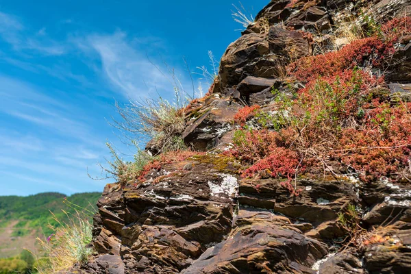 Kayalıklardaki bitkiler, Batı Almanya 'da baharda üzüm bağlarında yetişiyor..