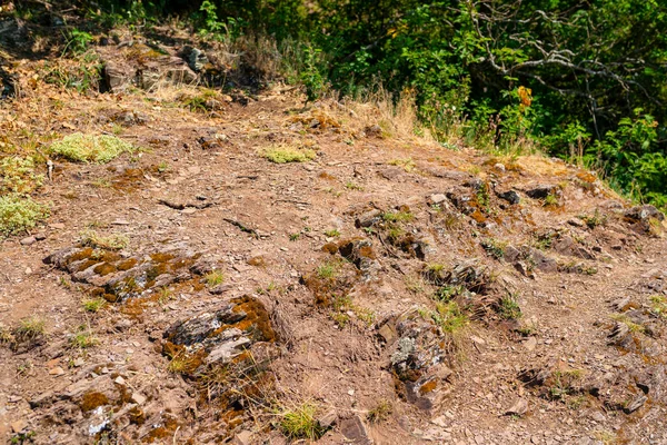 Planten Leisteen Groeien Lente Wijngaarden West Duitsland — Stockfoto