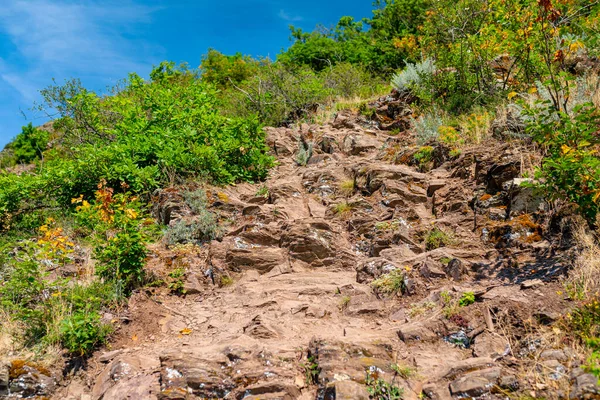 Pflanzen Auf Schieferfelsen Die Frühjahr Westdeutschen Weinbergen Wachsen — Stockfoto