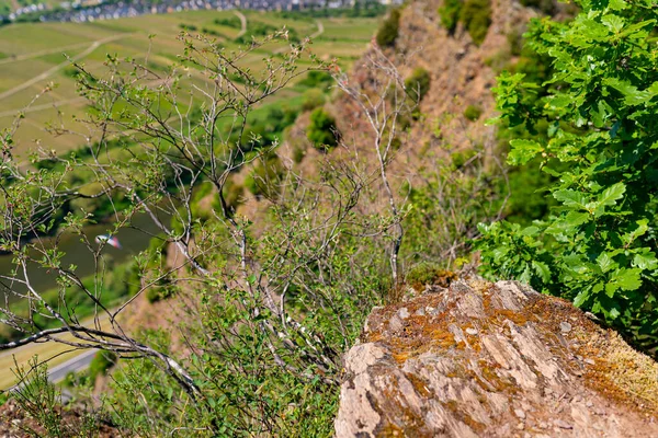 Pflanzen Auf Schieferfelsen Die Frühjahr Westdeutschen Weinbergen Wachsen — Stockfoto