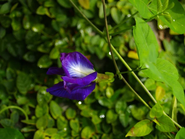Дикий цветок Юг Вьетнама — стоковое фото