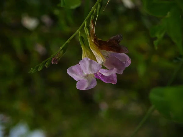 Vilda blommor-södra i Viet Nam — Stockfoto