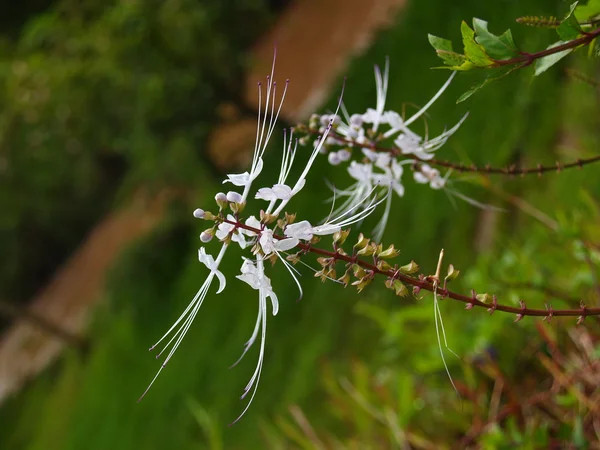 Wild flower-Southern in Vietnam — Stockfoto