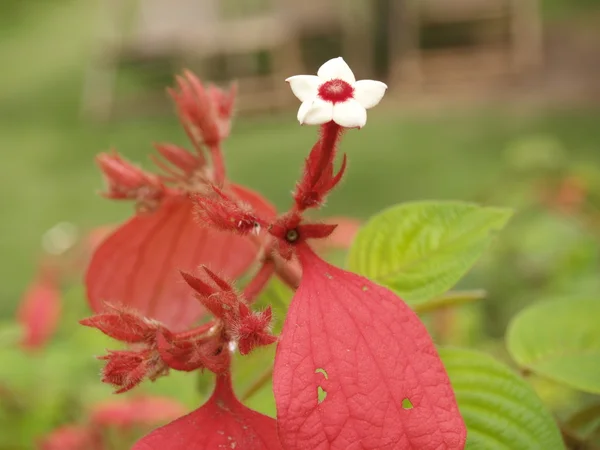 Wild flower-Dél-Vietnamban — Stock Fotó