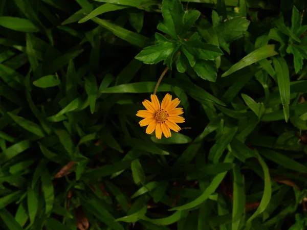 Fiore selvatico-meridionale in Vietnam — Foto Stock