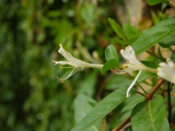 Wild flower Jižní Vietnam — Stock fotografie