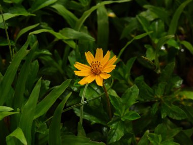 kır çiçeği-Güney Viet Nam