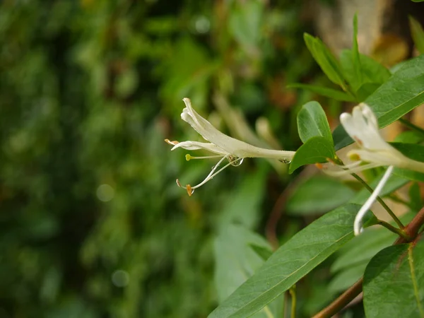 Flor silvestre-sur en Vietnam —  Fotos de Stock