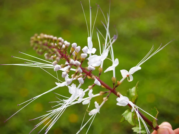 Fleur sauvage-Sud au Viet Nam — Photo