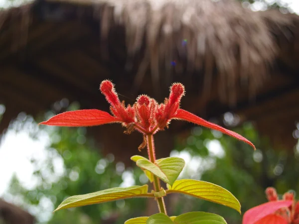 Wilde blume-südlich in viet nam — Stockfoto