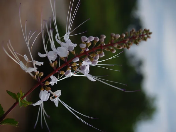 Fleur sauvage-Sud au Viet Nam — Photo