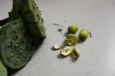 Lotus tohum bir erkek elde.