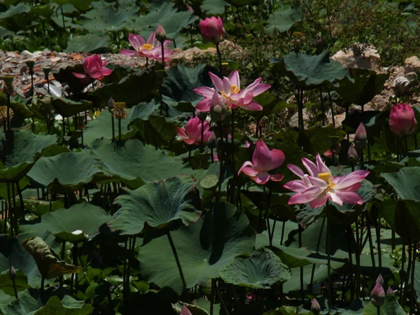 Flor de lótus e plantas — Fotografia de Stock