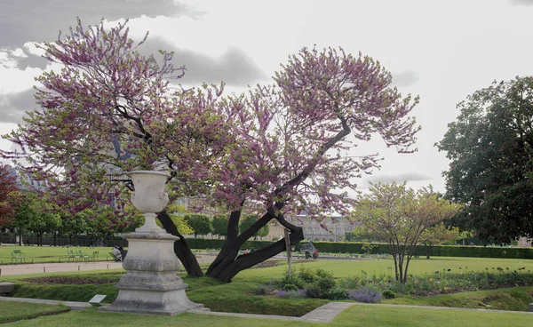 A Tuileries virágzó európai lila (Júdás fa) — Stock Fotó