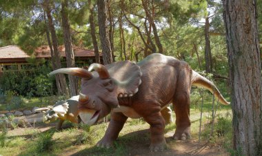 Kemer; Türkiye-Ağustos 14; 2017: triceratops aile - geç Cretaceou