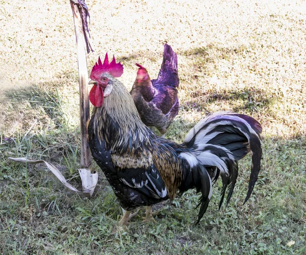 Galo com frango para passear Setembro de 2017 — Fotografia de Stock