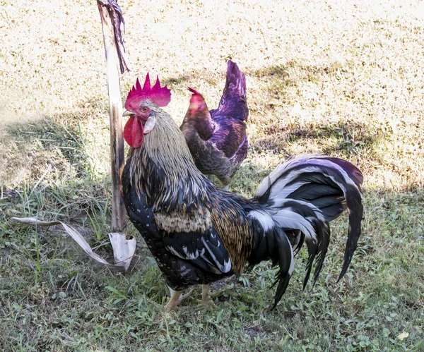 Rooster with chicken for a walk.September 2017