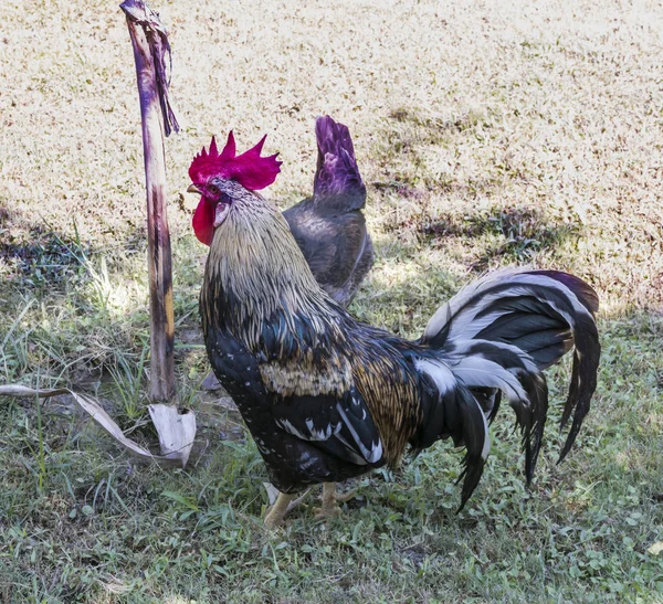Rooster with chicken for a walk.September 2017