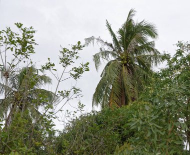 Hindistan cevizi Hindistan cevizi hurma, Tayland tarihinde