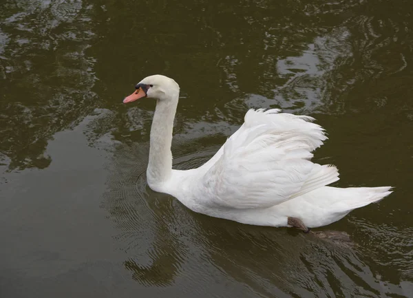 Cisne branco nada no lago, na Tailândia — Fotografia de Stock